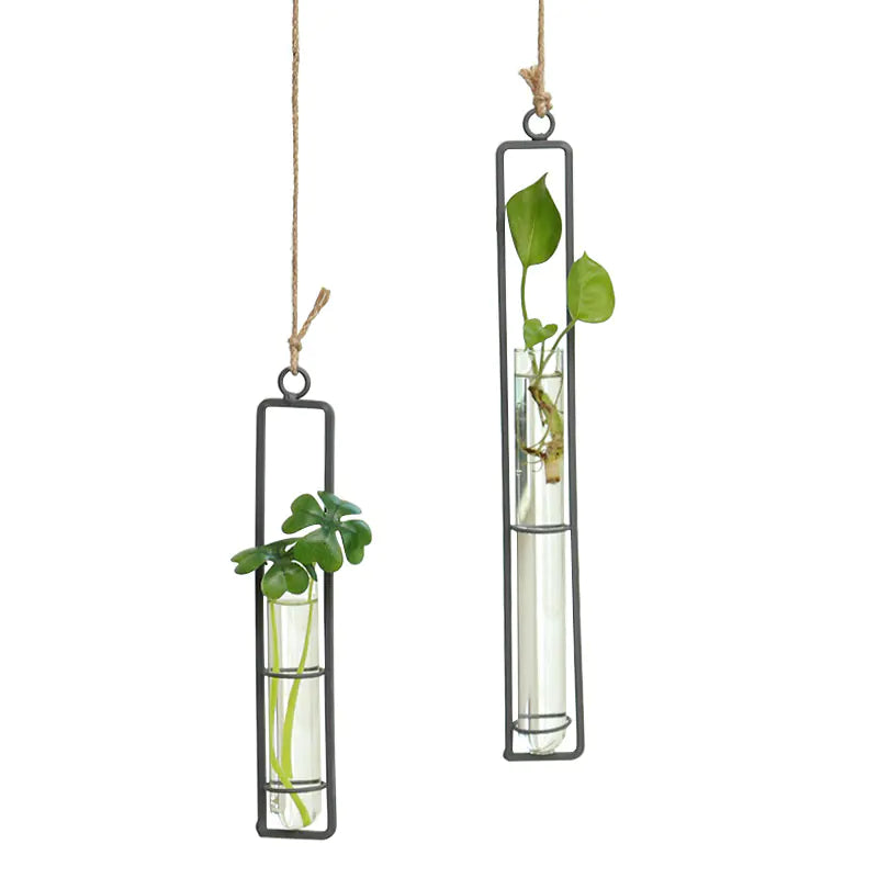 Two hanging glass planters with green plants on a white background